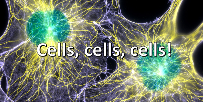 Screen Shot 2019-03-25 at 8.21.43 PM